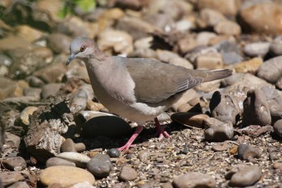 White-tipped dove