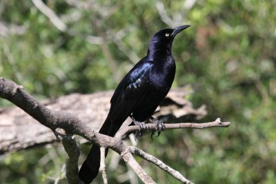 Great-tailed grackle