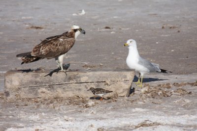 Osprey, Ruddy turnstone, and Ring-billed gull