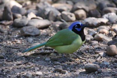 Green jay