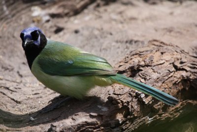 Green jay