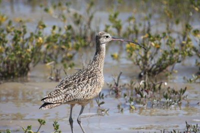 Long-billed curlew