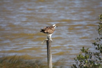 Osprey