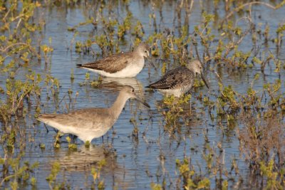 Greater yellowlegs and Willet