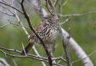 Long-billed thrasher