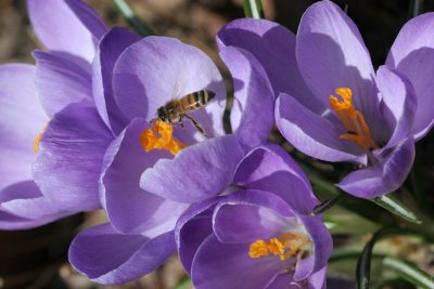 Crocus with bee