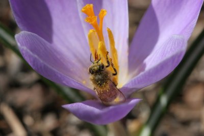 Crocus with bee