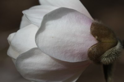 Magnolia