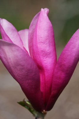 Pink magnolia