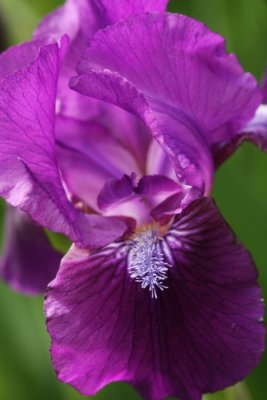 Iris