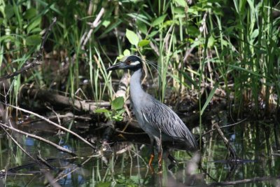 Yellow-crowned night-heron