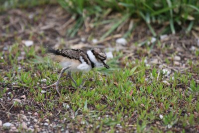 Baby Killdeer