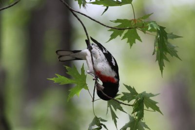 Rose-breasted grosbeak