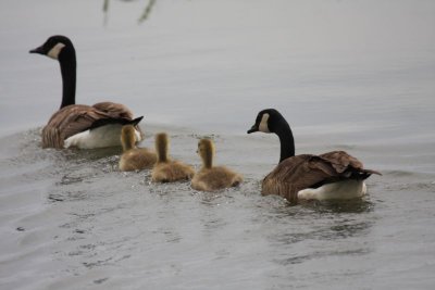 Canada geese