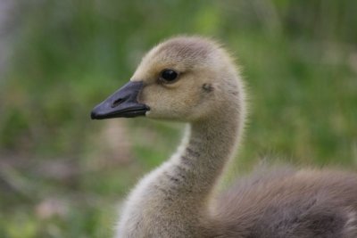 Gosling