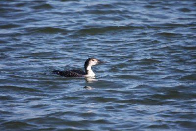 Common loon