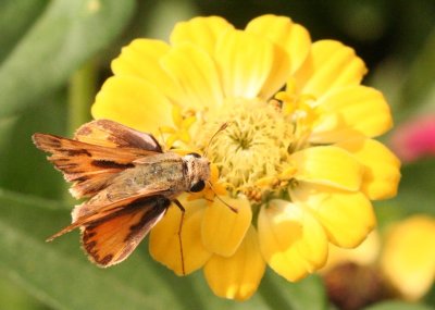 Fiery Skipper (Male)