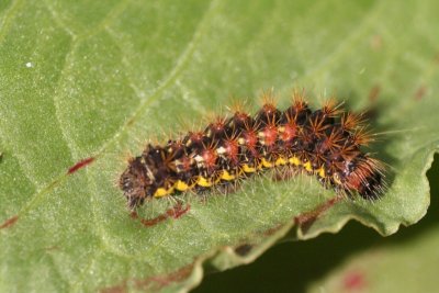 Smartweed Caterpillar