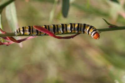 Clouded Crimson Caterpillar