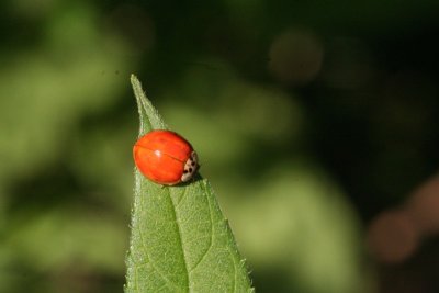 Ladybug