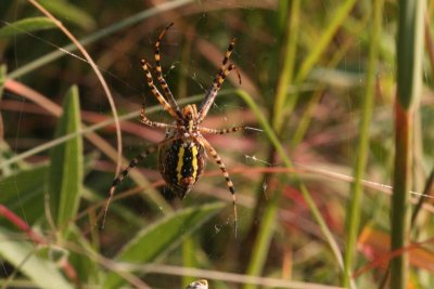 Banded Argiope (Abdomen)