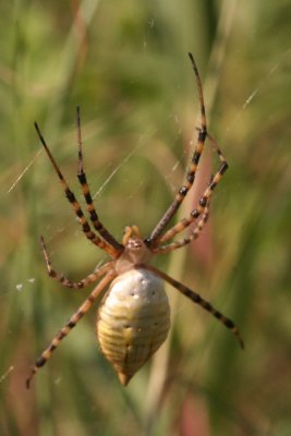 Banded Argiope (Back)