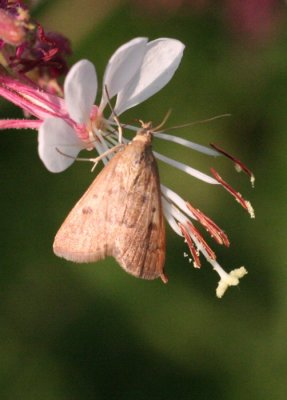 Corn Earworm Moth