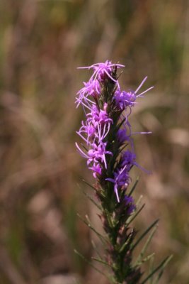 Prairie Blazing Star