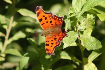 Eastern Comma