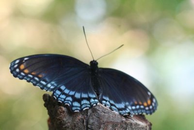 Red-spotted Purple Butterfly