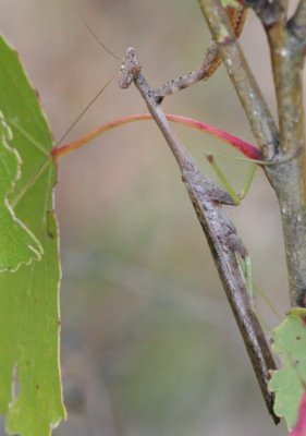 Mantis?  Walkingstick?