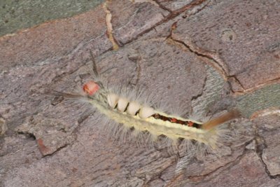 White-marked Tussock Moth