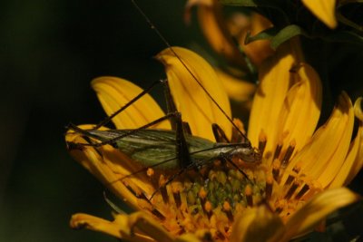 Black-horned Tree Cricket (female)