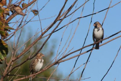 Two Harris's Sparrows