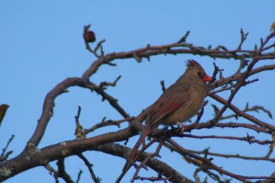 Northern Cardinal (female)