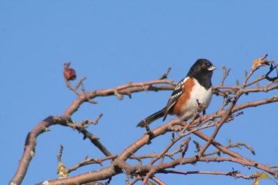 Spotted Towhee