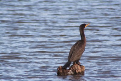 Double-crested Cormorant