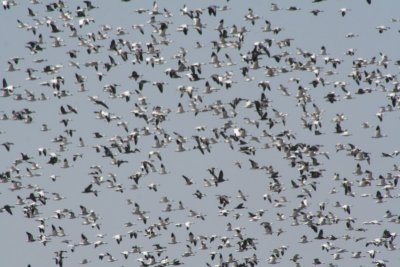 Snow Geese