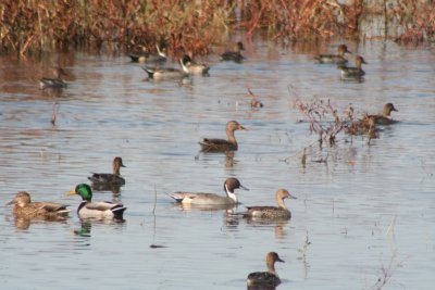 Mallards and Northern Pintails