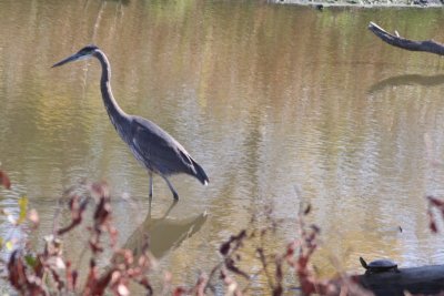 Great Blue Heron