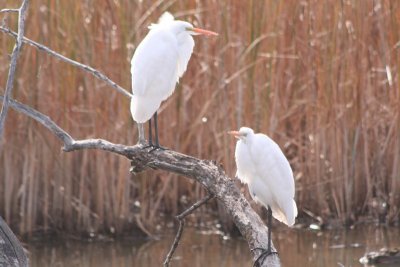 Great egret