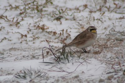 Horned Lark