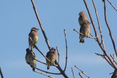 Cedar Waxwings