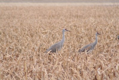 Sandhill CranesCentral NebraskaMarch, 2008