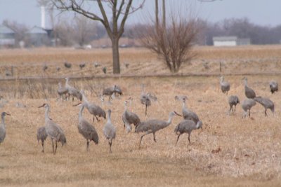 Sandhill CranesCentral NebraskaMarch, 2008