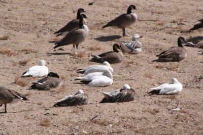 Canada & Snow Geese