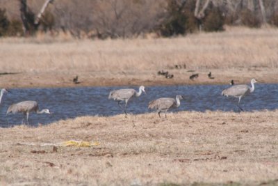 Sandhill CranesCentral NebraskaMarch, 2008