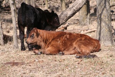 Calves