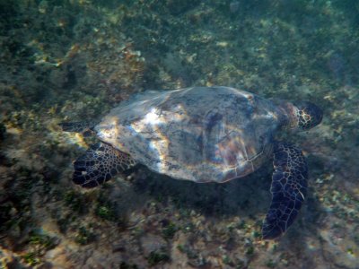 Honu Turtle