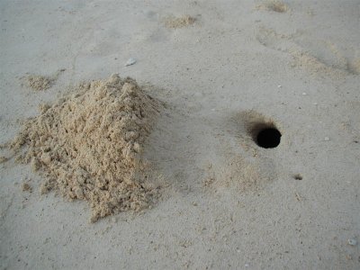 Crab Home